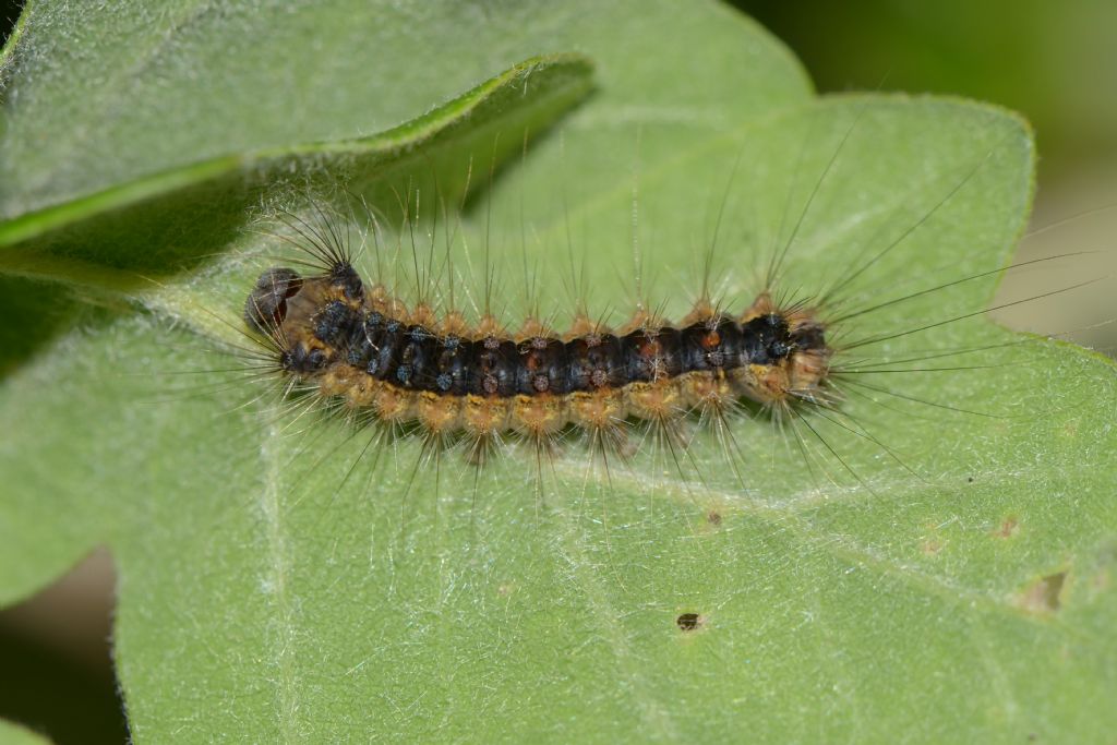 Bruco di lepidottero da ID - Lymantria dispar, Erebidae Lymantriinae